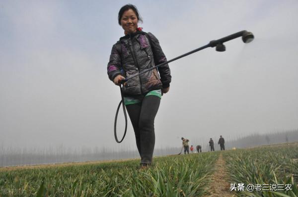 小麥想高產，只需記住“一千斤長相，八九百斤的產量”，效益翻倍