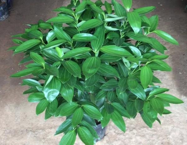 6種“吉利花”養在客廳裡,一帆風順,運氣好,日子越過越順當 6種“吉利花”養在客廳裡,一帆風順,運氣好,日子越過越順當