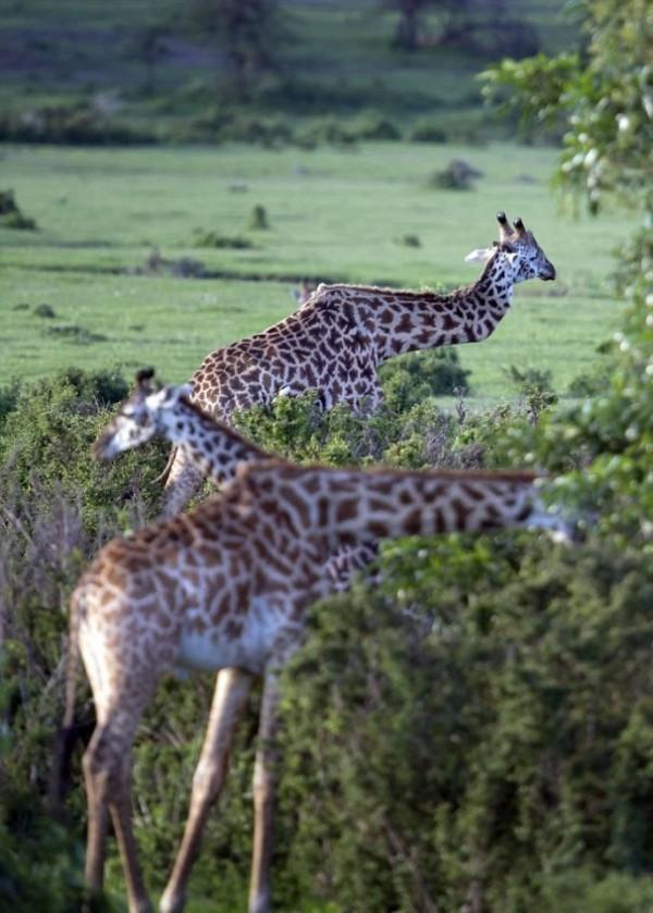 25張罕見的動物照片：折斷脖子的長頸鹿，會噴粉色墨汁的海兔