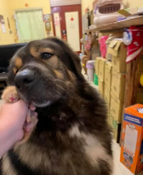 小奶貓半夜一叫,高加索犬立馬跑去照顧它,主人感動:怎麼這麼暖 小奶貓半夜一叫,高加索犬立馬跑去照顧它,主人感動:怎麼這麼暖