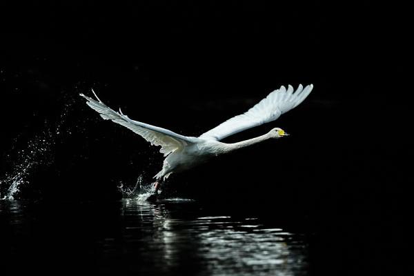 白白胖胖可愛呆萌的大天鵝