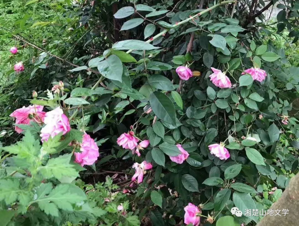 那一夜月亮好圓好亮 那一夜月亮好圓好亮