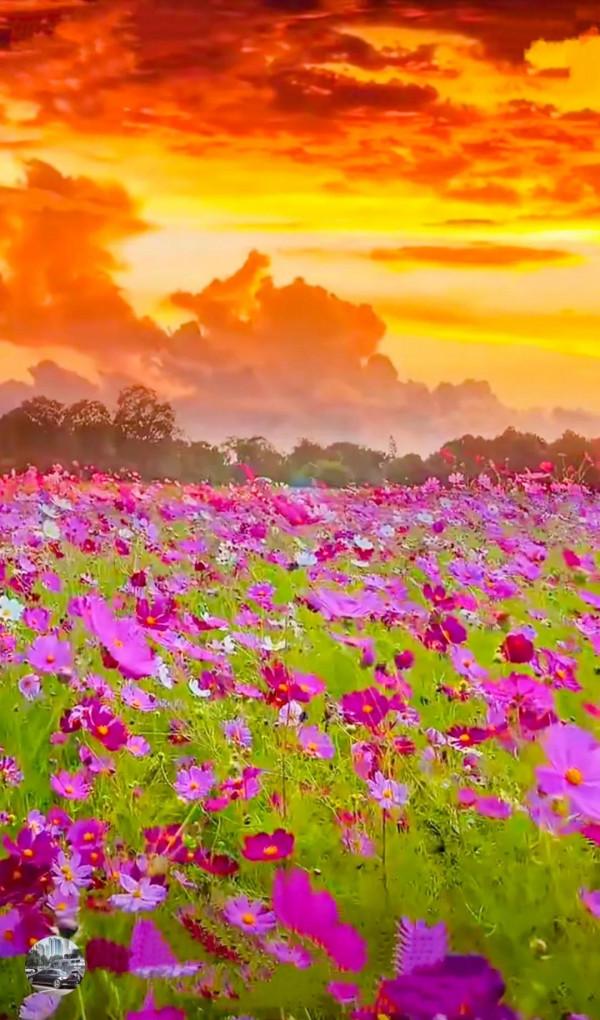 分享：五彩斑斕，千姿百態的花海，視覺盛宴，像仙境一般美麗