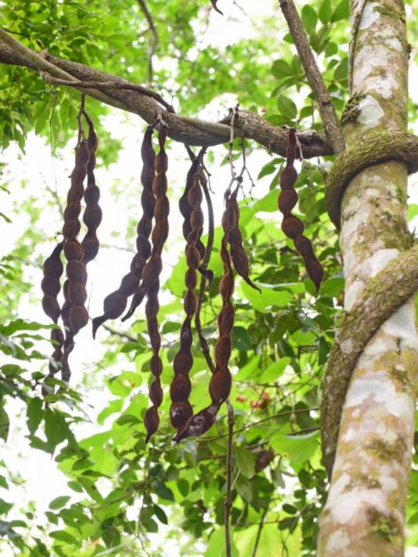 遠古發現丨研究人員發現1000萬年前的&OpenCurlyDoubleQuote;豆角&rdquo;化石