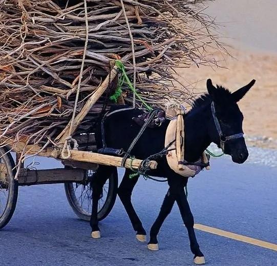 童年(1)—驢 童年(1)—驢