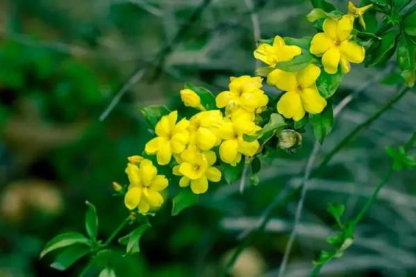 爛然黃燦的——迎春花