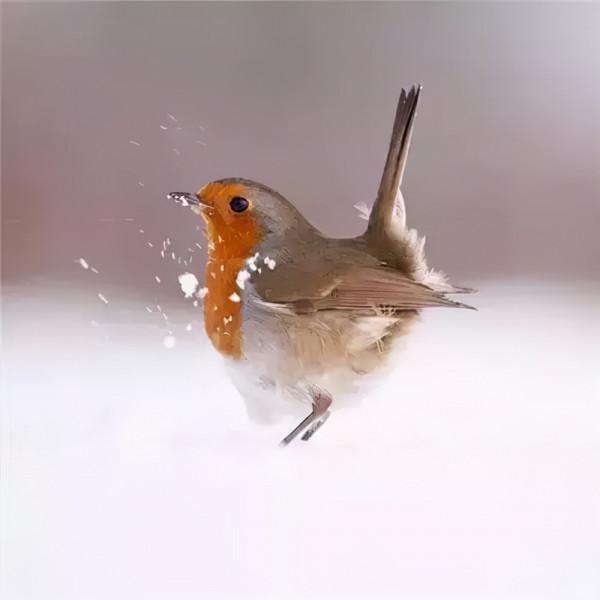 雪中的小鳥欣賞