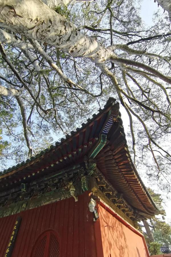 打卡秋色-戒臺寺 打卡秋色-戒臺寺