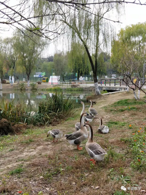大學城的小動物