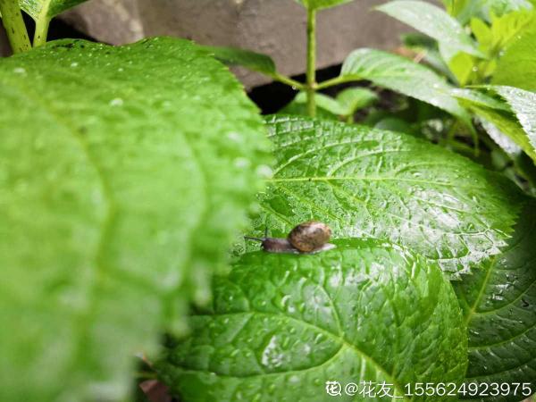 植物招蟲怎麼救?預防最重要,4招快速解決 植物招蟲怎麼救?預防最重要,4招快速解決