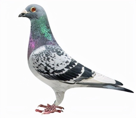 集鴿羽色分不清？看看這家鴿會發布的對照圖