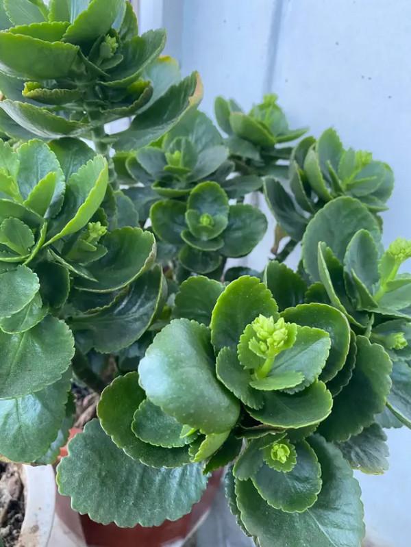 老人居室養&OpenCurlyDoubleQuote;3種花&rdquo;，漂亮大氣、茁壯好養，長壽健康相伴