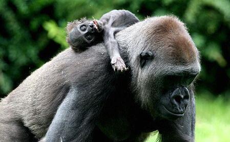 大猩猩暴怒摔死幼仔引仇怨，面對人類槍口死前能否獲愛人原諒？