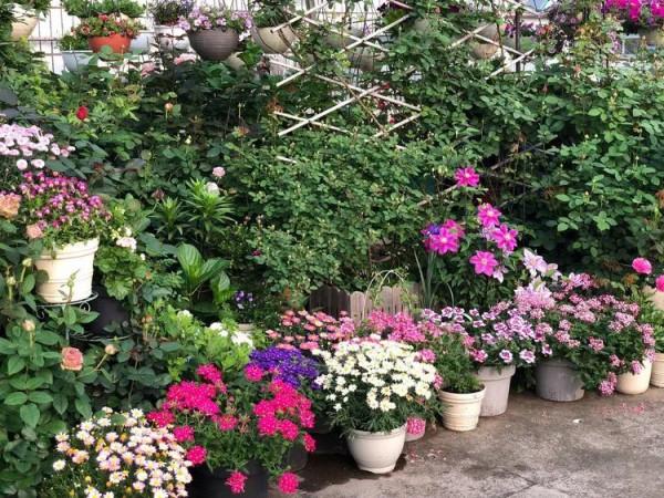 （2019）園丁獎露臺組《003號》一卷花薔 沉澱的時光