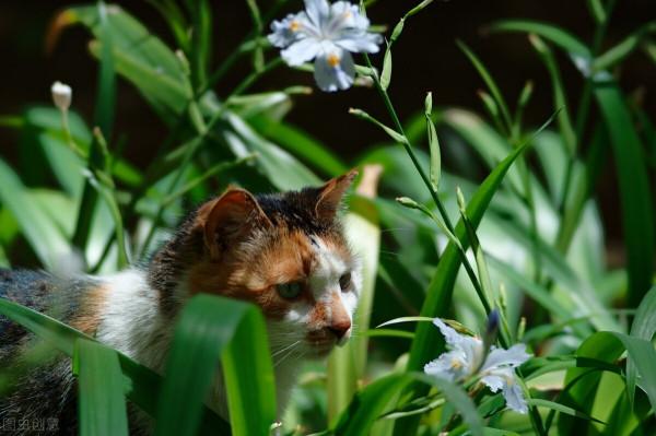 《平行貓間一一我養過的那些貓咪的故事》(一)