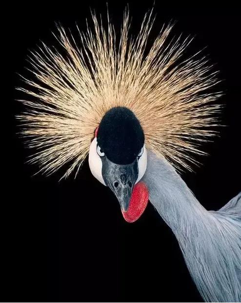 美麗奇趣動物世界，你認識幾種呢？