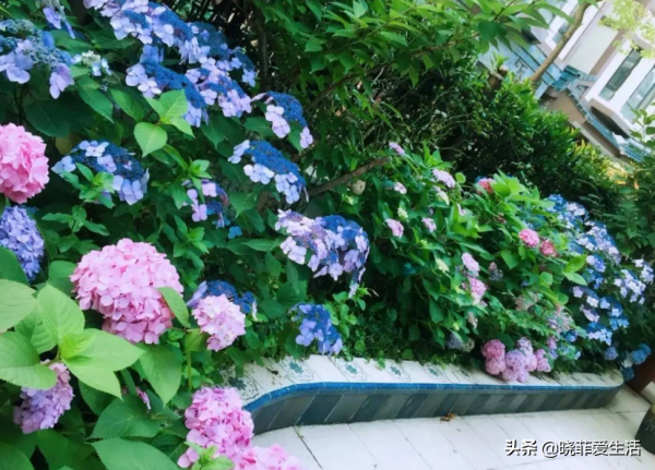 寧可食無肉，不可庭無花！有院子建議栽5種花，花開富貴，旺家宅