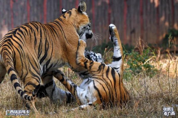 2022元旦虎虎特輯!高畫質多圖,虎年賞虎,虎虎生威 |廣西旅遊年卡 2022元旦虎虎特輯!高畫質多圖,虎年賞虎,虎虎生威 |廣西旅遊年卡