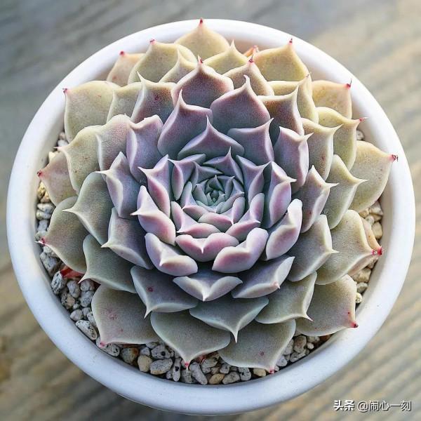 分享&mdash;&mdash;多肉，肉出花朵