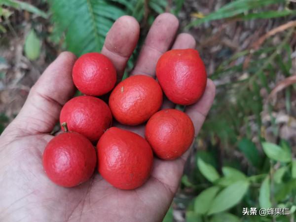 農村這25種能吃的野果都是童年的回憶,現在越來越少你還記得嗎? 農村這25種能吃的野果都是童年的回憶,現在越來越少你還記得嗎?