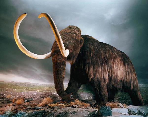 外國科學家認為:人類是冰河時期猛獁象的滅絕誘因 外國科學家認為:人類是冰河時期猛獁象的滅絕誘因