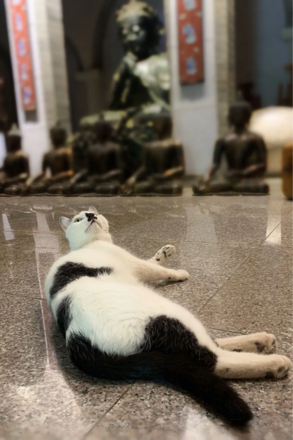 貓館長的人類行為模仿