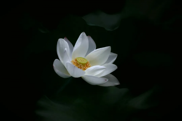 《易經》：人生最好的關係，同聲相應，同氣相求