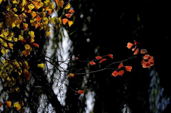 小雪日是誰打翻了大自然的調色盤讓張公湖初冬如此動人
