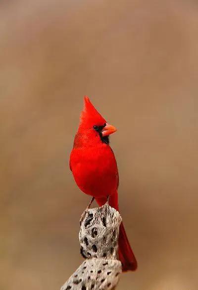 100幅美麗的鳥圖欣賞