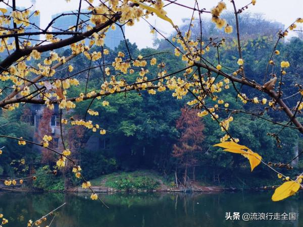 只是逛個公園，沒想卻有這麼多景點，看到臘梅確實讓人格外驚喜