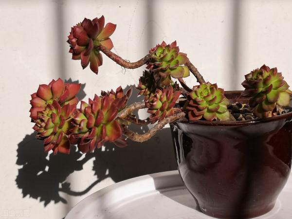 5種“旱鴨子”花，容易被澆死，越不搭理長得越好，勤快人養不好