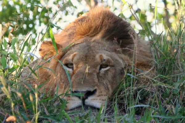 非洲幼獅冥河姐弟，相依為命四處流浪，失去姐姐後變成嗜血魔鬼
