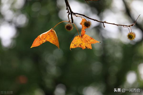 ​蘇軾在人生低谷的中秋感懷，頭兩句被廣為引用，宛如一聲長嘆