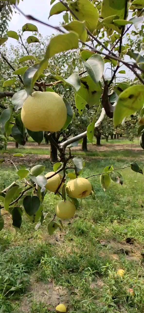 秋天吃個”紅瑪瑙“果，果子晶瑩剔透像水晶，咬一口滿嘴爆汁