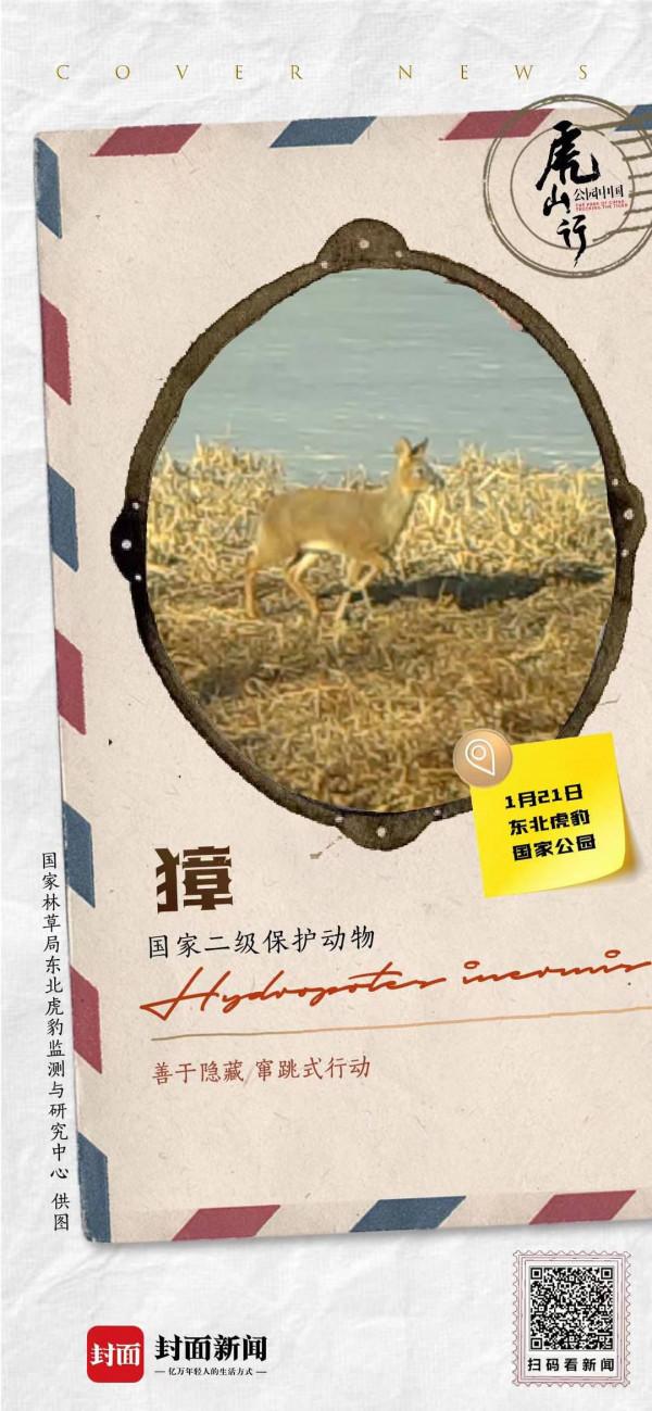 像兔子般跳躍前進的獐 最原始的鹿科動物｜來自東北虎豹國家公園的明信片