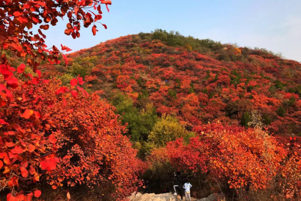 在北京過個秋天，立刻退掉了去騰衝的機票