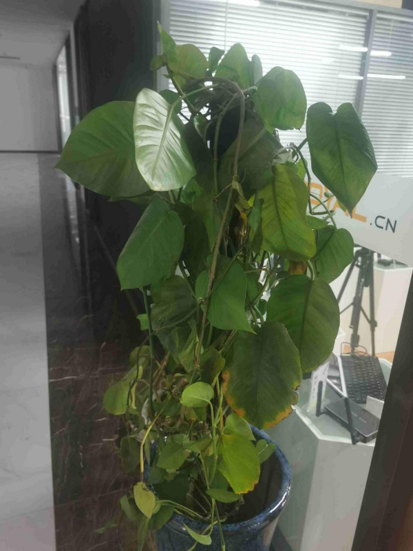 最近剛裝修,推薦4種淨化空氣植物,擺在家裡更清新 最近剛裝修,推薦4種淨化空氣植物,擺在家裡更清新