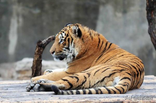 虎頭虎腦 虎虎生威 這波老虎表情包值得擁有