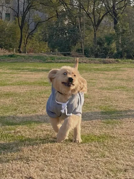 狗狗看了想暗殺主人的照片（閱後即焚）