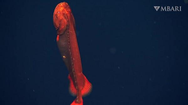 2021年拍攝到的珍稀深海生物 別樣又迷人