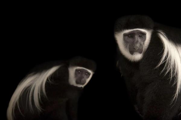 瀕危動物 的攝影 瀕危動物 的攝影