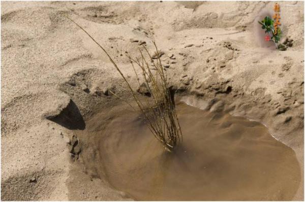 中國發明&OpenCurlyDoubleQuote;吞沙巨獸&rdquo;，一天能吞掉40畝沙漠，目前已在甘肅使用