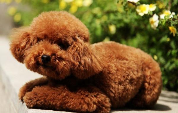 8種“最受歡迎”的小型犬，巴哥居然上榜了