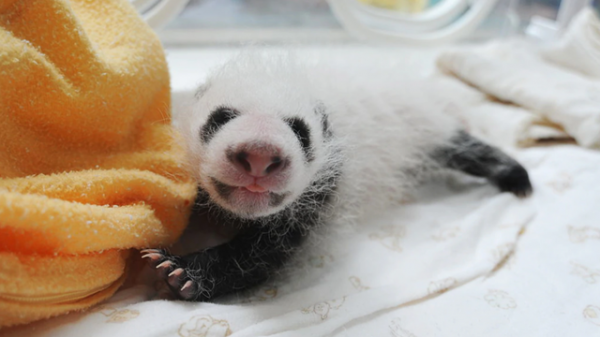 動物剛剛出生時的樣子太可愛了 動物剛剛出生時的樣子太可愛了