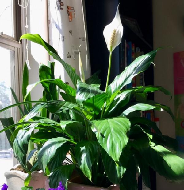 買花為什麼要緩苗？怎麼緩苗才正確？別盲目換盆，做好才能保成活