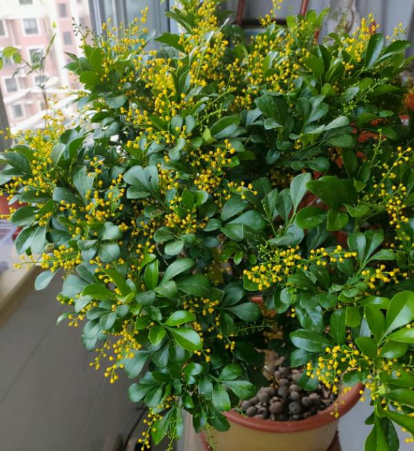 8種花是&OpenCurlyDoubleQuote;醋罈子&rdquo;，半月一杯醋，不黃葉，花開爆