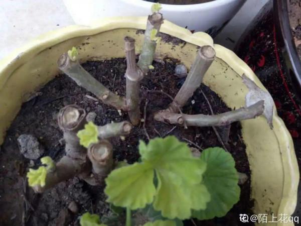 6種花別養老樁,越老越不開花,趕緊扦插備份 6種花別養老樁,越老越不開花,趕緊扦插備份