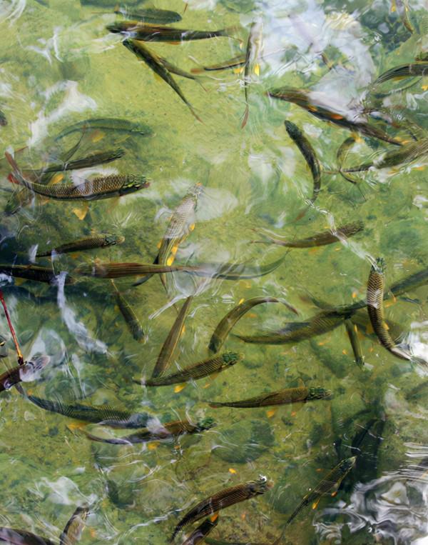 七小孔瀑布與瀑布之間生存的小魚兒