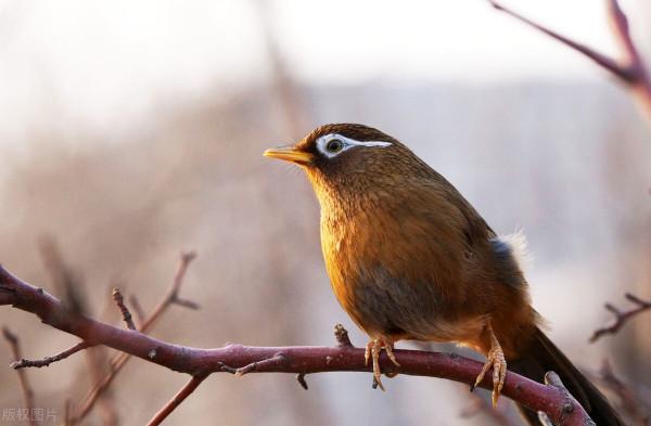 畫眉鳥補鈣用什麼藥