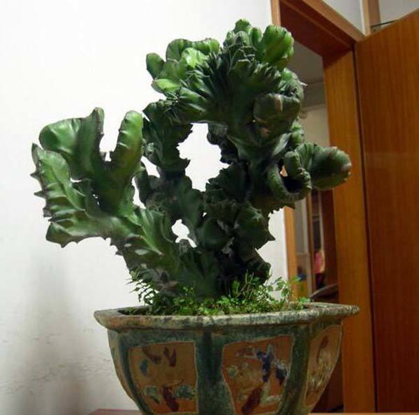 8種“霸氣花”，雖然長得像“醜八怪”，卻十分吉利，鎮宅又旺家